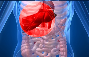 Photo of Liver in Body